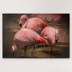 Flamingos