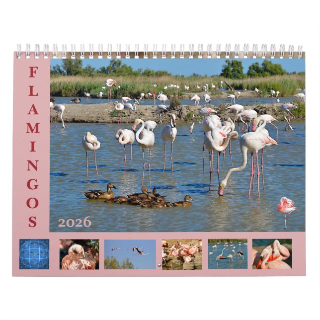 Flamingos 12 Monate Kalender (Titelbild)
