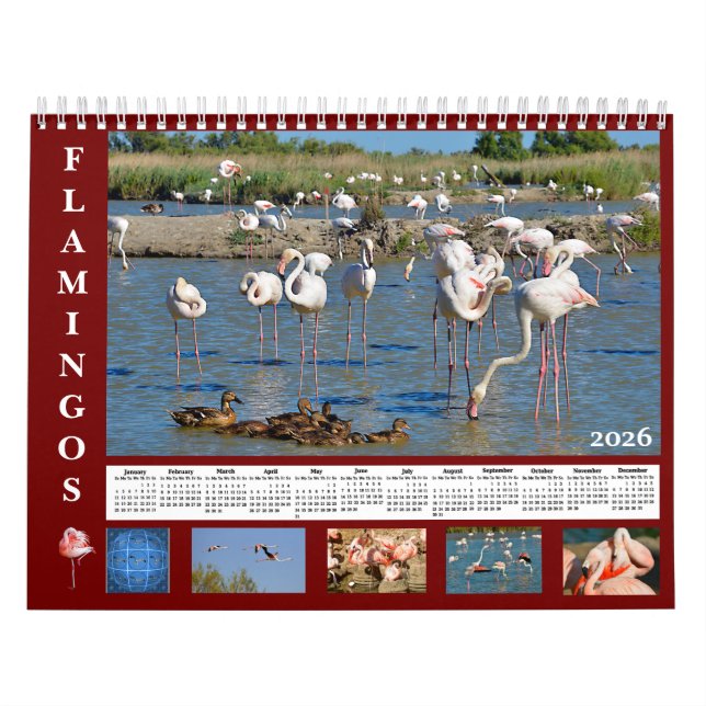 Flamingos 12 month calendar kalender (Titelbild)