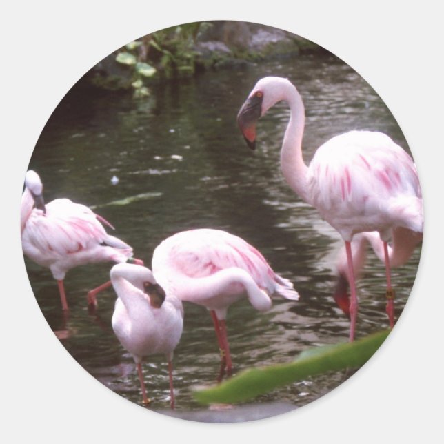 Flamingos 1 runder aufkleber (Vorderseite)