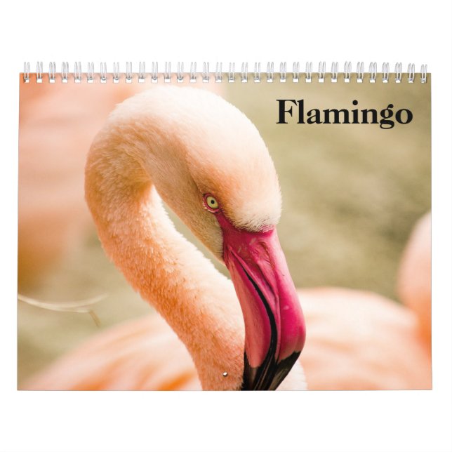 Flamingos 2026 kalender (Titelbild)