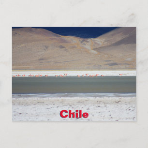 Flamingos am Salar del Huasco, Chile Postkarte