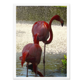 Flamingos am Wasser von Linda Becker Fotodruck