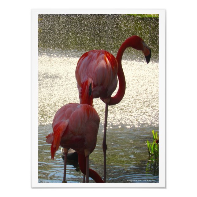 Flamingos am Wasser von Linda Becker Fotodruck (Vorne)