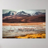 FLAMINGOS AUF DEM WASSERKÖRPER