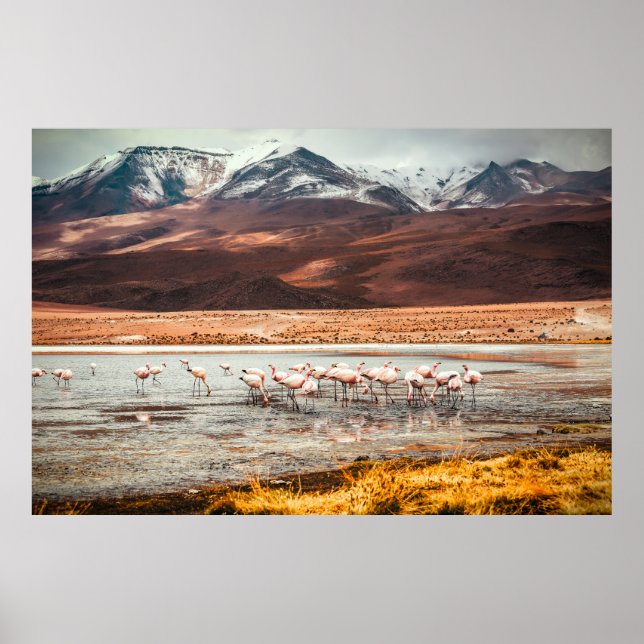 FLAMINGOS AUF DEM WASSERKÖRPER POSTER (Vorne)