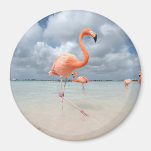 Flamingos Beach Aruba Magnet