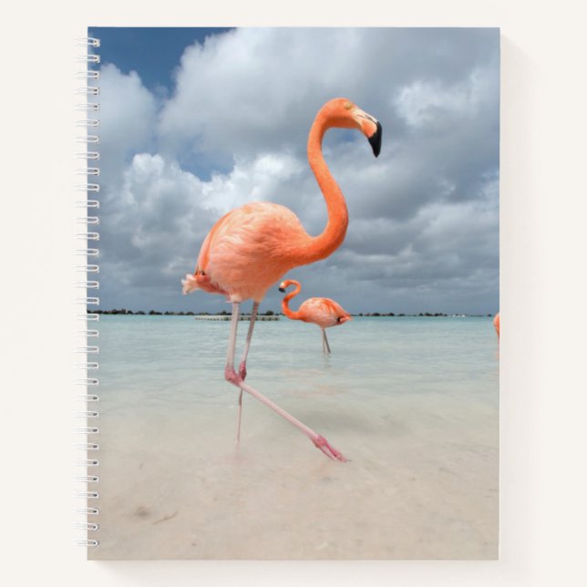 Flamingos Beach Aruba Notizbuch (Vorderseite)