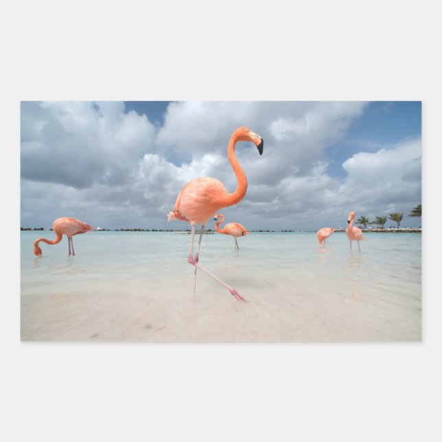 Flamingos Beach Aruba Rechteckiger Aufkleber (Vorderseite)