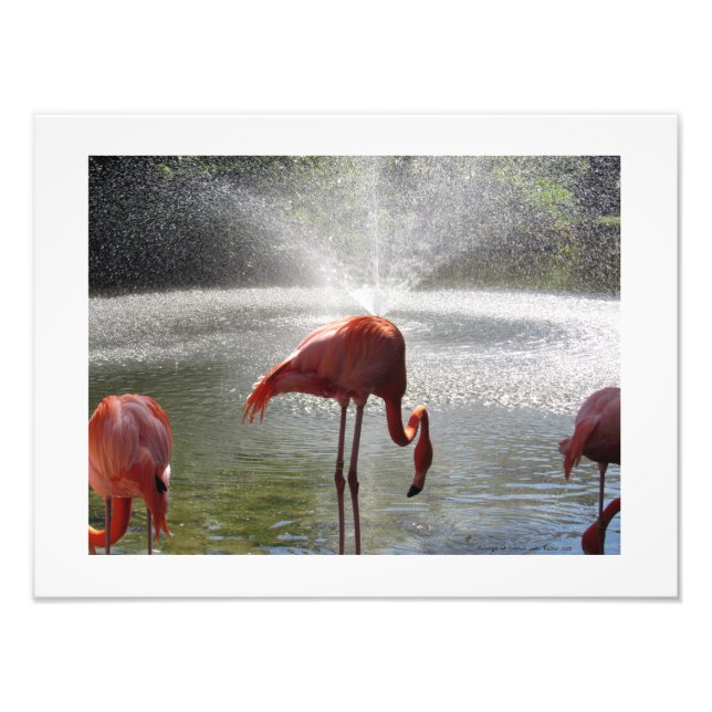 Flamingos bei Fountain Foto Print von Linda Becker (Vorne)