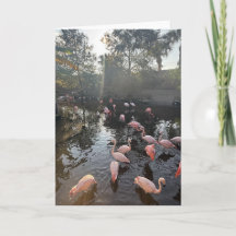 Flamingos bei Sonnenaufgang Grußkarte