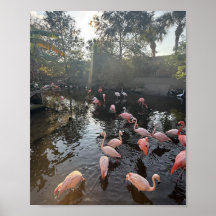 Flamingos bei Sonnenaufgang Poster