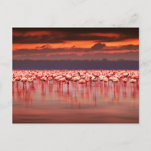 Flamingos bei Sonnenuntergang Postkarte (Vorderseite)