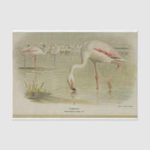 Flamingos Birds Ephemera Seidenpapier