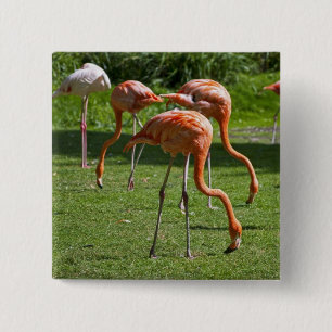 Flamingos Button