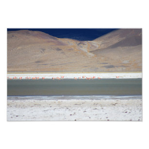 Flamingos im Salar del Huasco, Chile Fotodruck