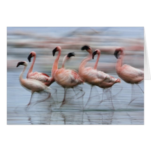 Flamingos in Bewegung, Phoenicopterus (Vorderseite (Horizontal))