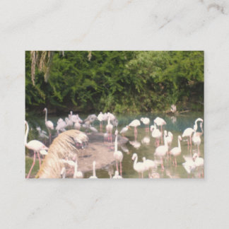 Flamingos in der Freizeit Begleitkarte