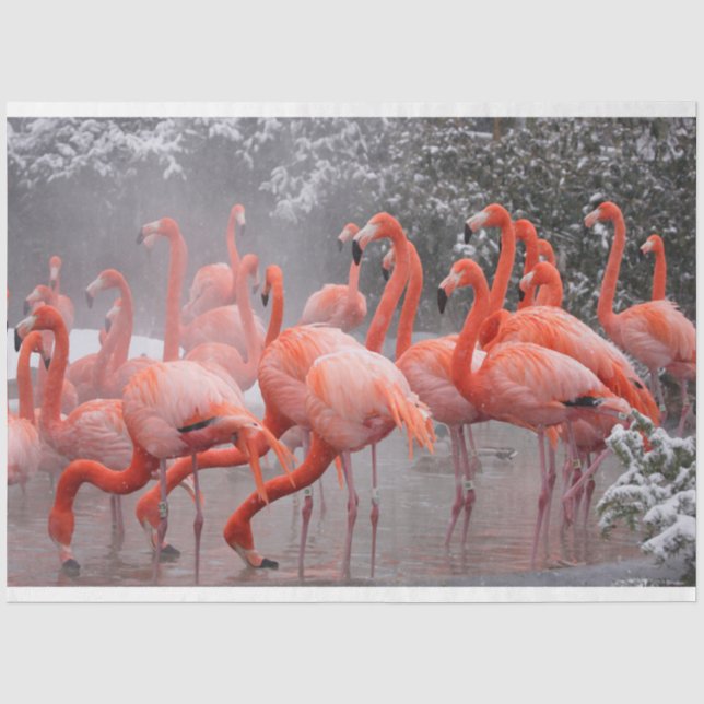 Flamingos in der Schneegenetze Seidenpapier (Vorderseite)