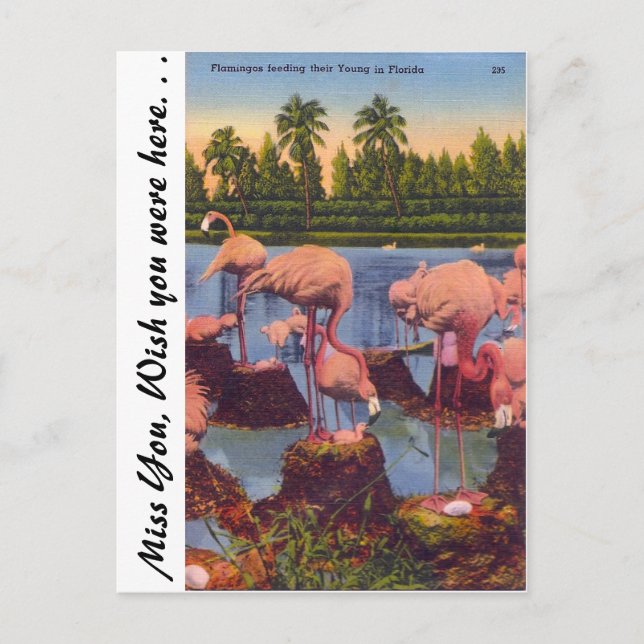 Flamingos in Florida Postkarte (Vorderseite)