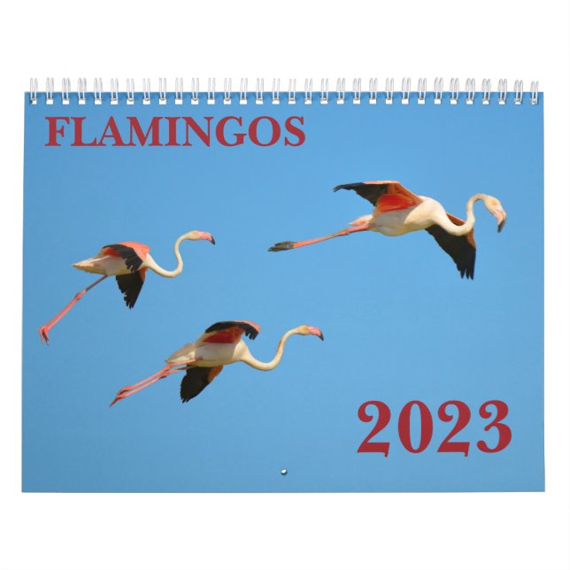 Flamingos Kalender (Titelbild)