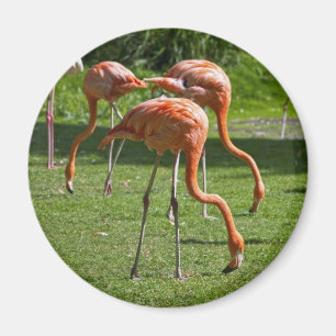Flamingos Magnet