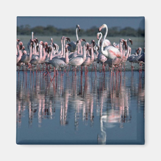 Flamingos Magnet (Vorne)