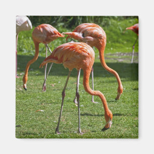 Flamingos Magnet