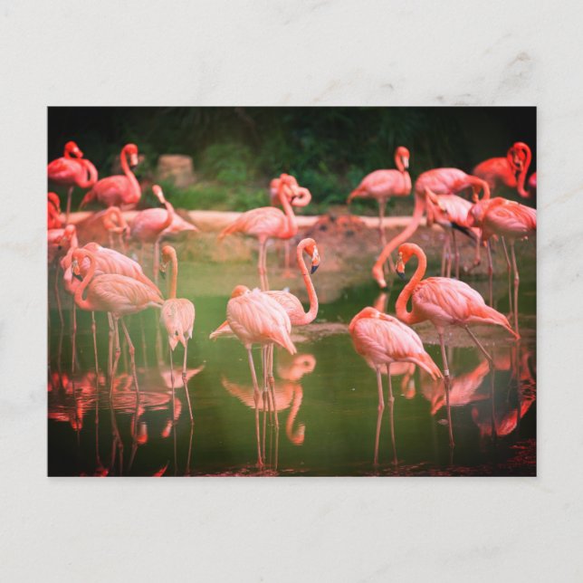 Flamingos Pink Postkarte (Vorderseite)