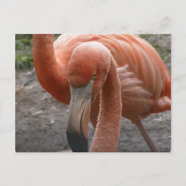Flamingos Postcard Postkarte (Vorderseite)