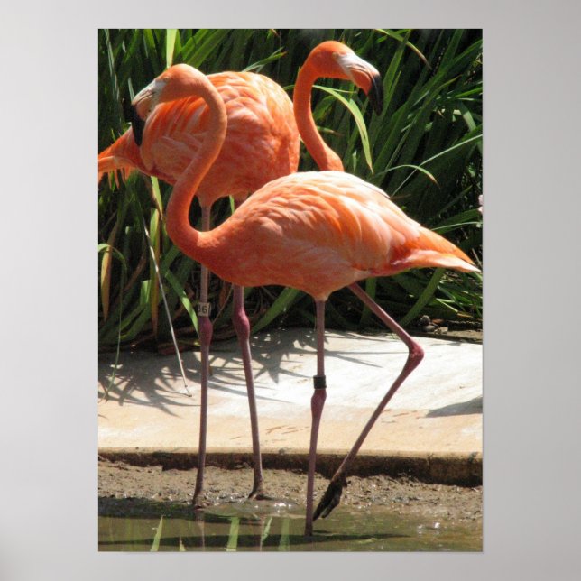Flamingos-Poster Poster (Vorne)
