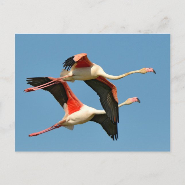 Flamingos Postkarte (Vorderseite)