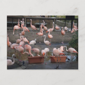 Flamingos Postkarte