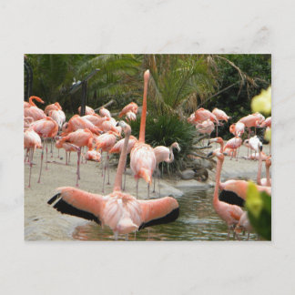 Flamingos Postkarte