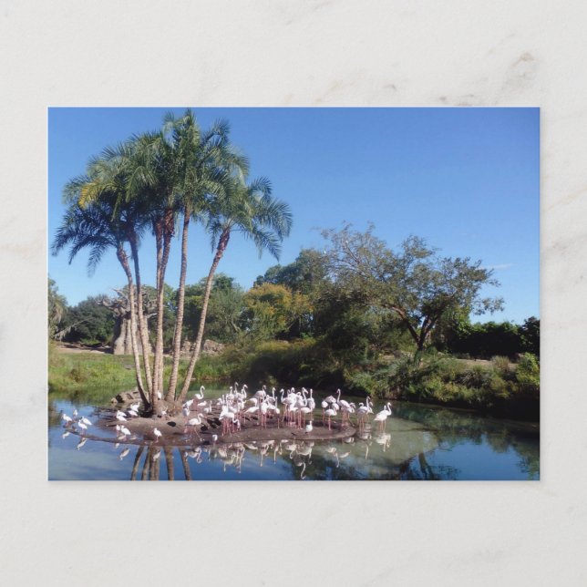 Flamingos Postkarte (Vorderseite)