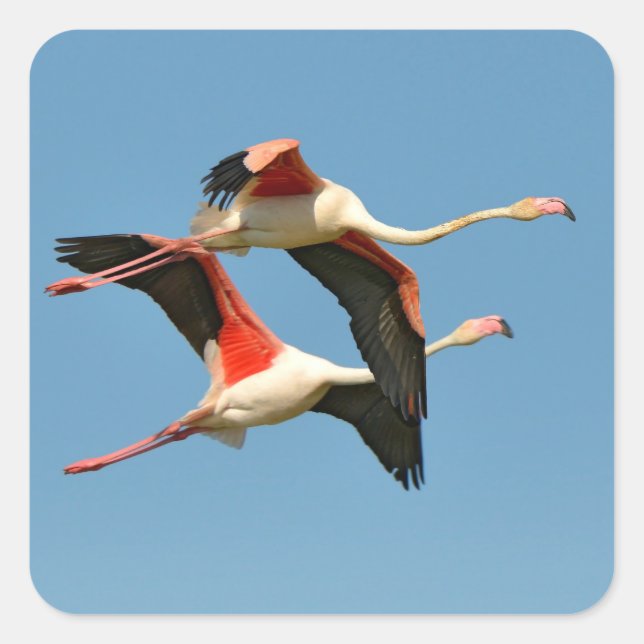 Flamingos Quadratischer Aufkleber (Vorderseite)