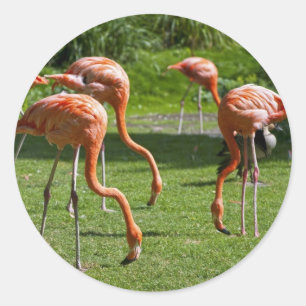 Flamingos Runder Aufkleber