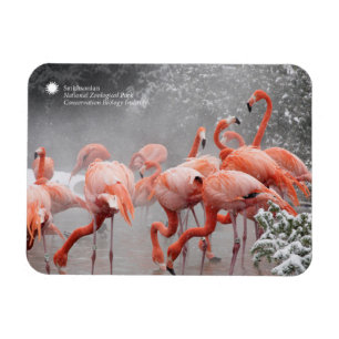 Flamingos Smithsonian   im Schnee Magnet