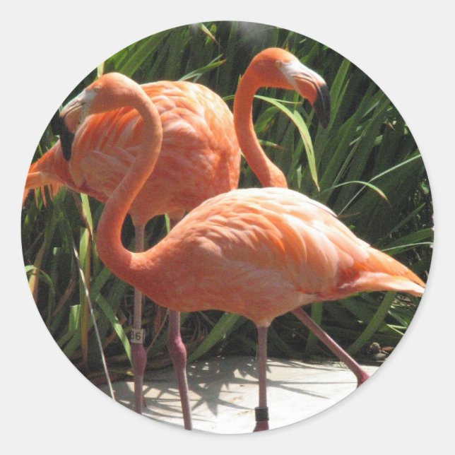 Flamingos Sticker (Vorderseite)