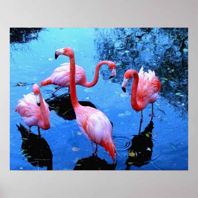 Flamingos tanzen poster (Vorne)