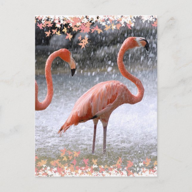 Flamingos und Wasserfall Postkarte (Vorderseite)