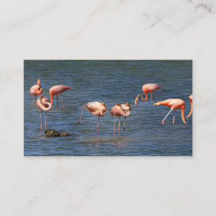 Flamingos Visitenkarte