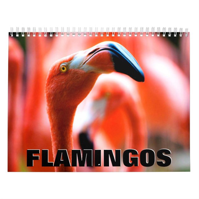 Flamingos Wall Calendar Kalender (Titelbild)