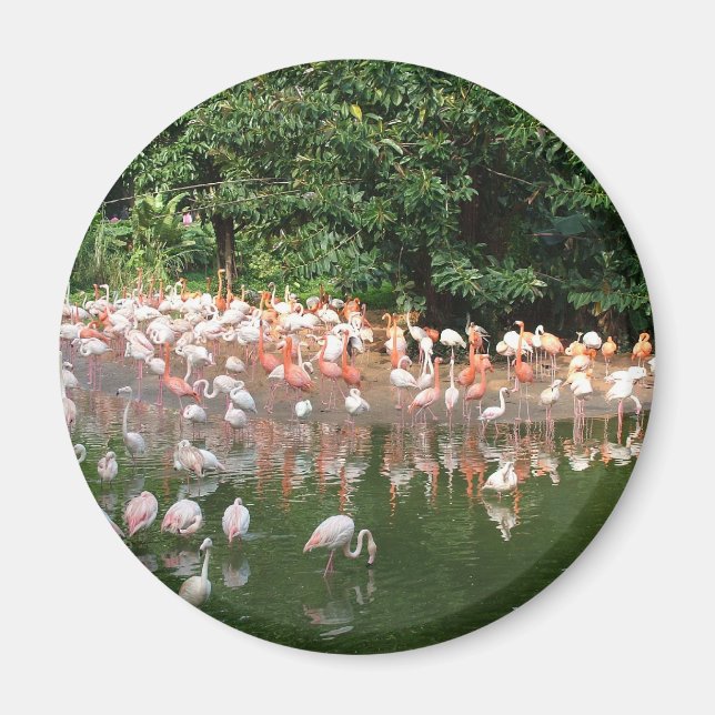 Flamingoschwarm Magnet (Vorne)