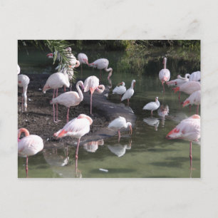 Flamingosee Postkarte