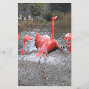 Flamingotanz
