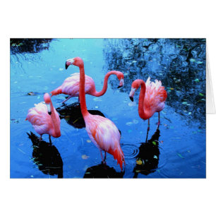 Flamingotanzen