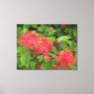 Flamme Mimosa Arbre Fleurs de toile étirée Impre