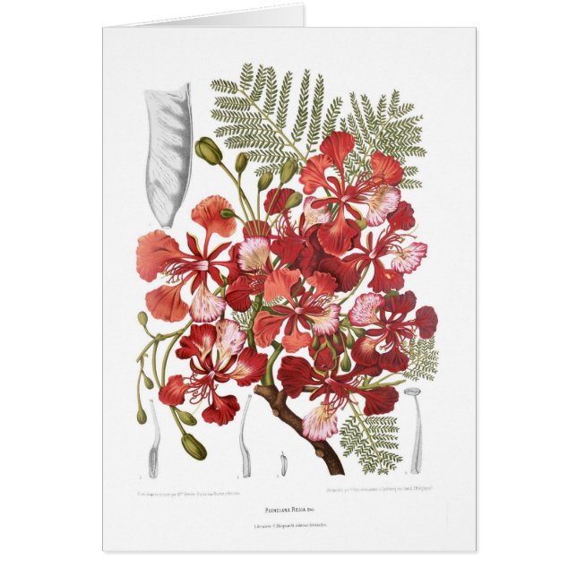 Flammen-Baum (Delonix regia) (Vorne)