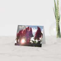 Flammen-Blumen am Sonnenuntergang v2